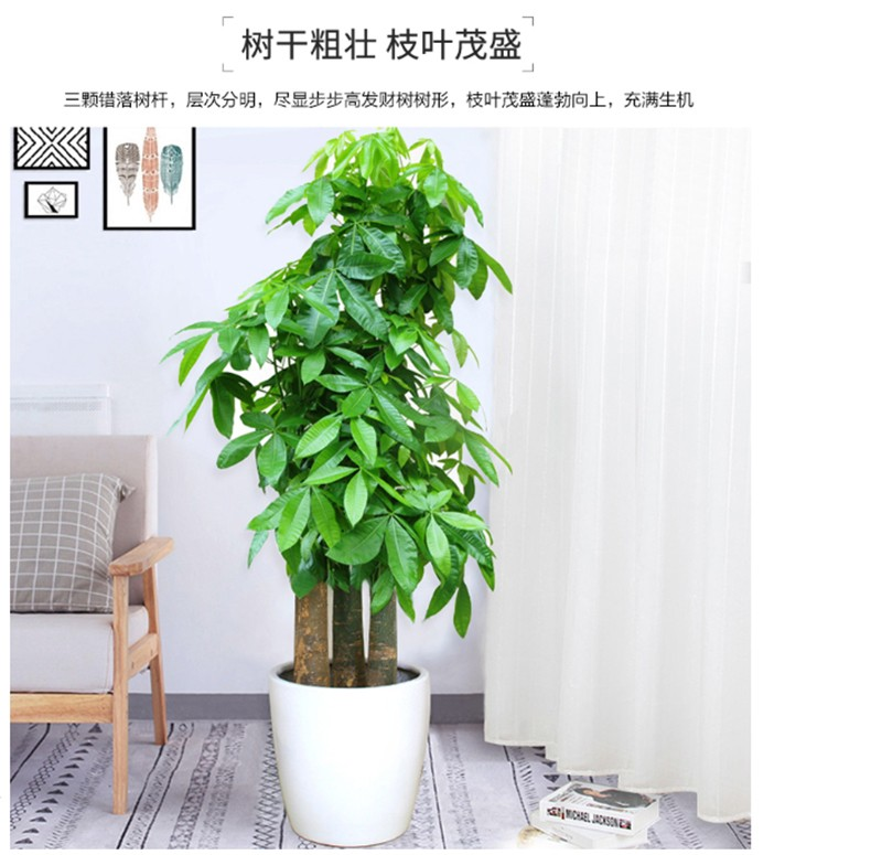 辦公綠植【步步高發(fā)財(cái)】樹養(yǎng)護(hù)方法