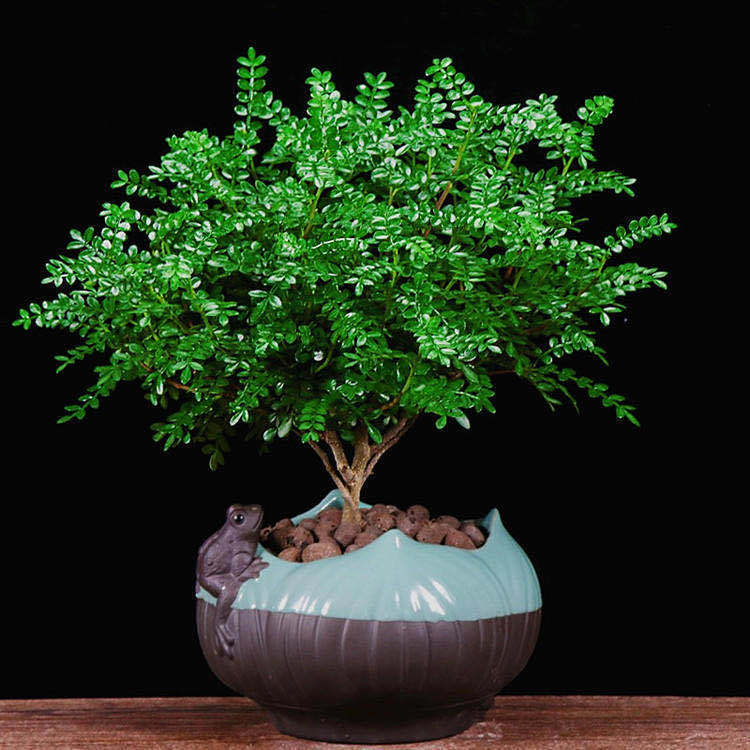 桌擺綠植小盆栽【清香木】養(yǎng)護(hù)