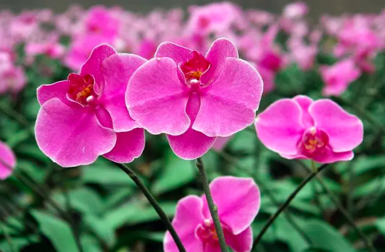 西安花卉綠植租賃公司分享蝴蝶蘭養(yǎng)護技巧？