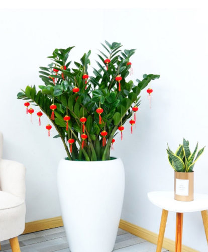 綠植租賃專業(yè)養(yǎng)護人員分享：春季花卉綠植施肥養(yǎng)護技巧