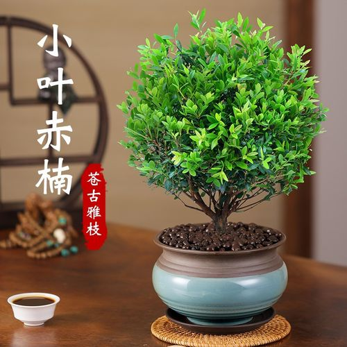 西安辦公綠植租賃公司|赤楠的養(yǎng)護(hù)技巧分享