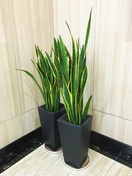 辦公室皮實(shí)耐養(yǎng)的綠植【虎皮蘭】西安綠植租賃