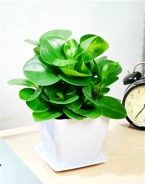 西安綠植租賃|【桌擺小盆栽碧玉】養(yǎng)護(hù)技巧