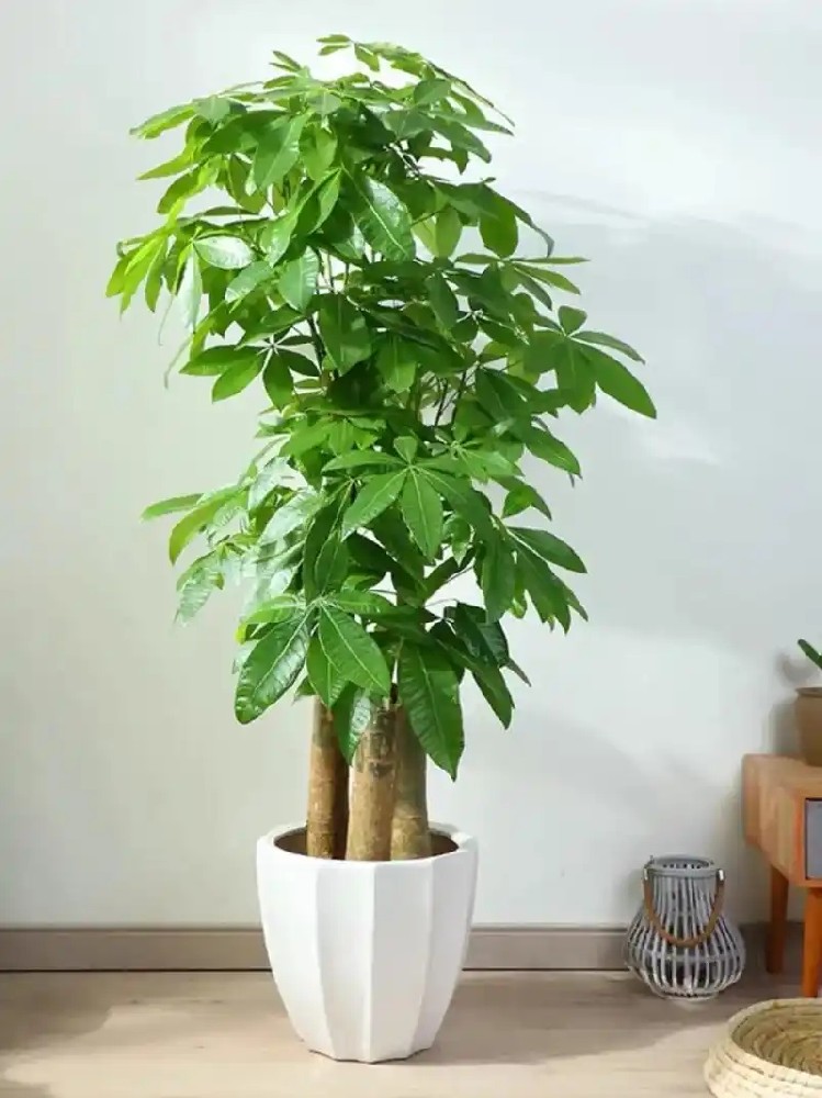 西安綠植租賃|辦公室 / 家庭通用：西安發(fā)財(cái)樹租賃養(yǎng)護(hù)技巧
