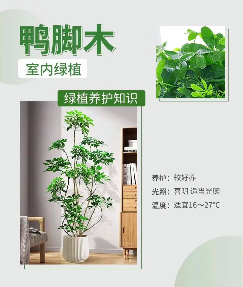 西安綠植租賃|鴨掌【鴨掌木】養(yǎng)護(hù)技巧