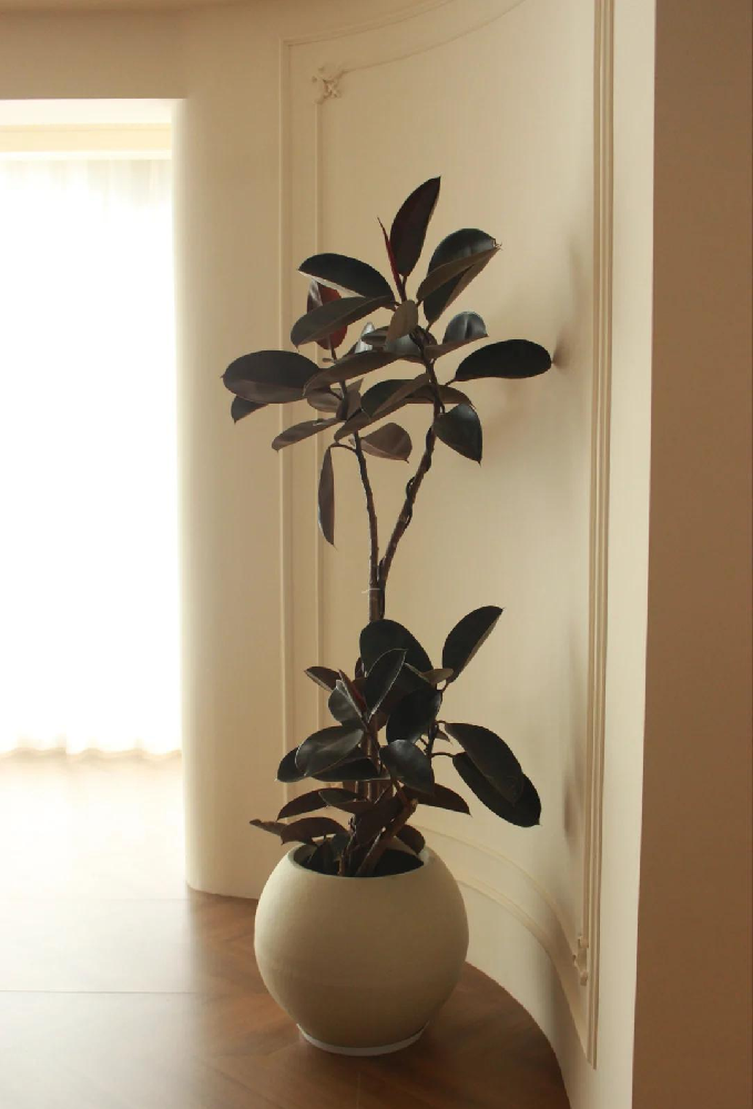 西安綠植租賃|黑金剛養(yǎng)護(hù)技巧