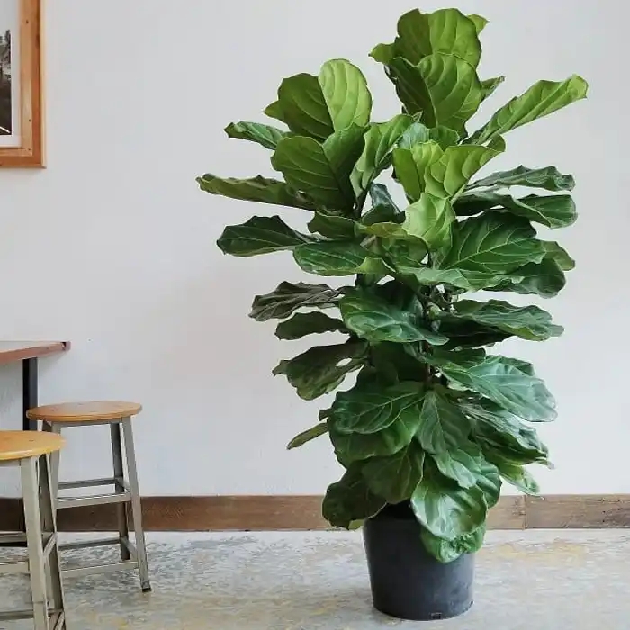 西安綠植租賃|琴葉榕養(yǎng)護(hù)技巧