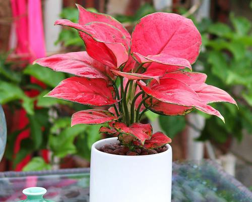 西安綠植租賃|吉利紅養(yǎng)護(hù)技巧